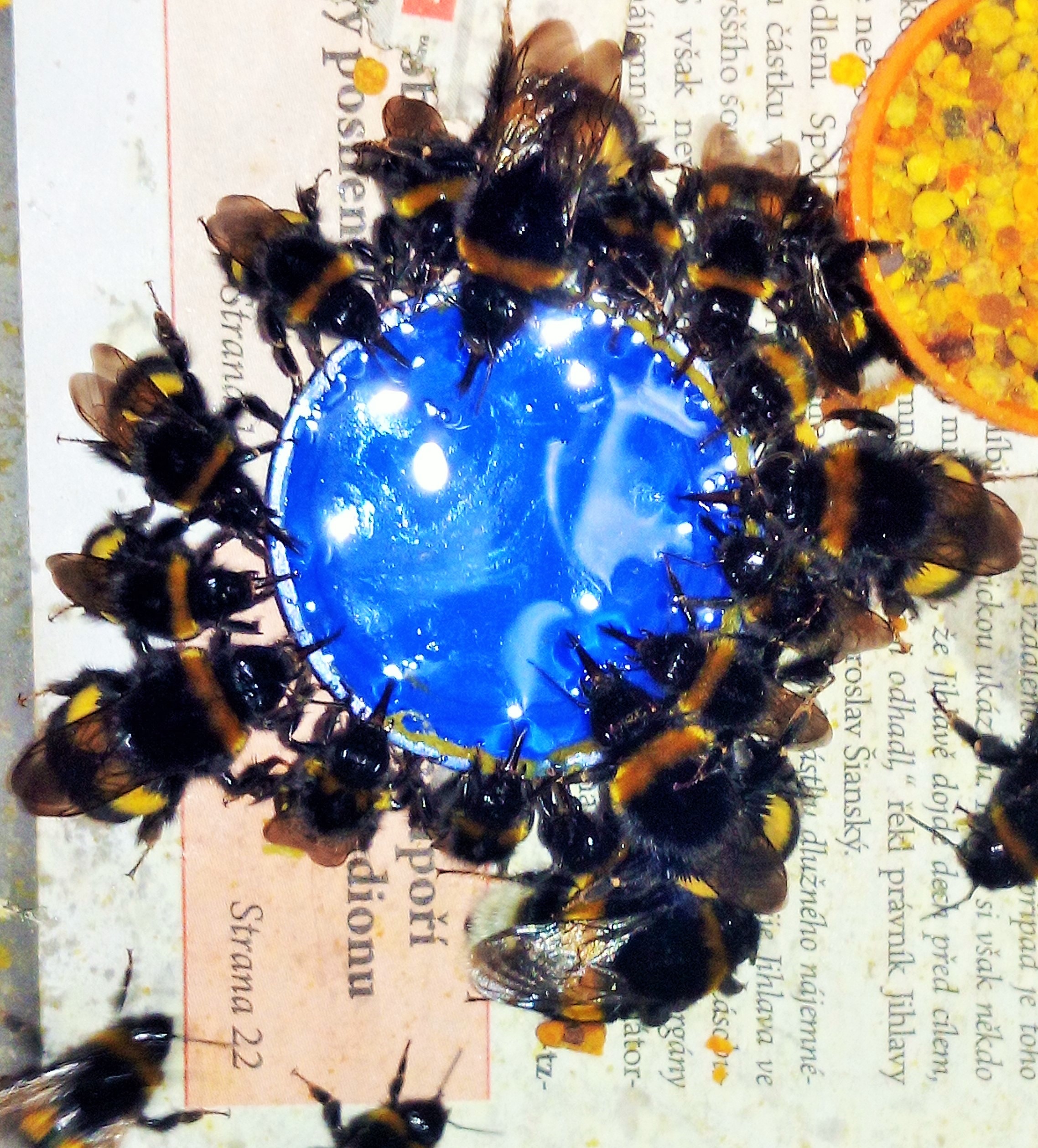 krmen&iacute; sirupem