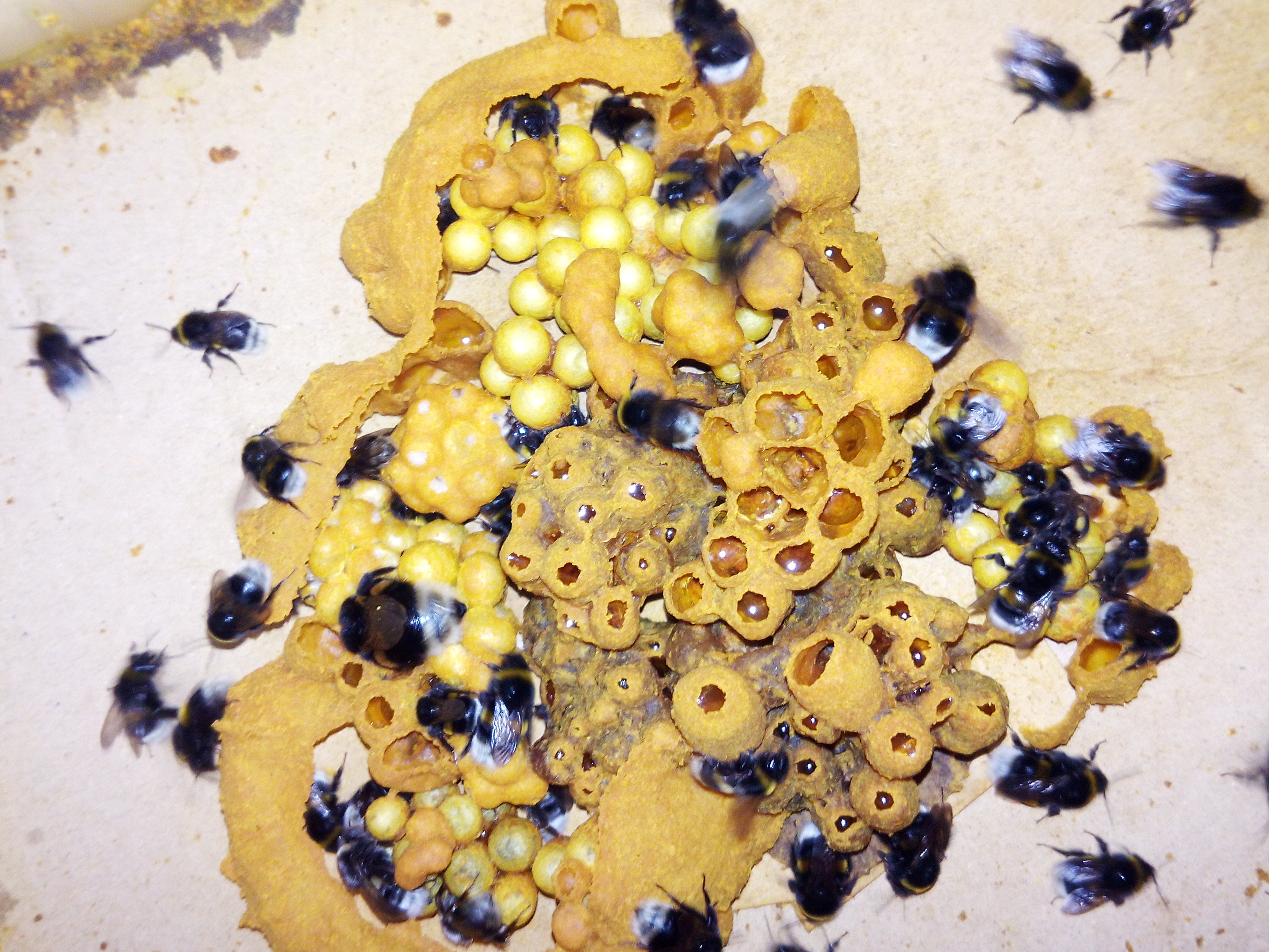 �mel&aacute;�&iacute; hn&iacute;zdo